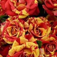 Роза спрей Фаер Флеш в контейнере